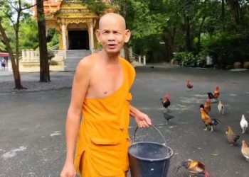 นครนายก – หลวงตาใจบุญเลี้ยงไก่วัด 300 ตัวด้วยข้าวก้นบาตร