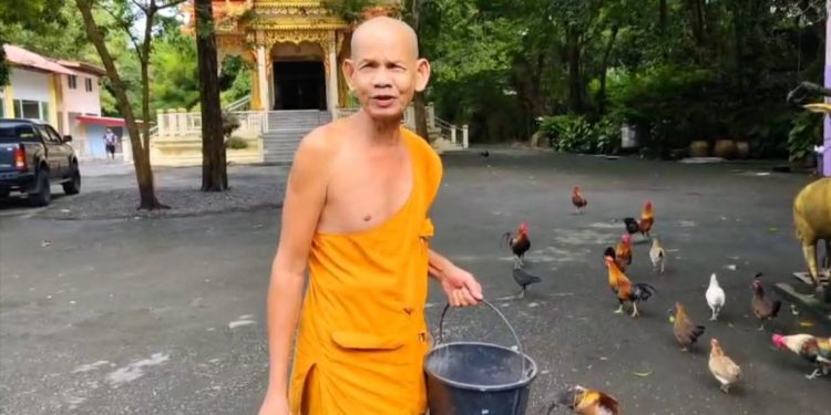 นครนายก – หลวงตาใจบุญเลี้ยงไก่วัด 300 ตัวด้วยข้าวก้นบาตร