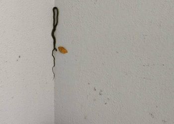 นครนายก – เจ้าหน้าที่สาว แตกตื่น เจองูอยู่ข้างบันได แต่ไม่พลาดลุ้นเลขเสี่ยงโชค