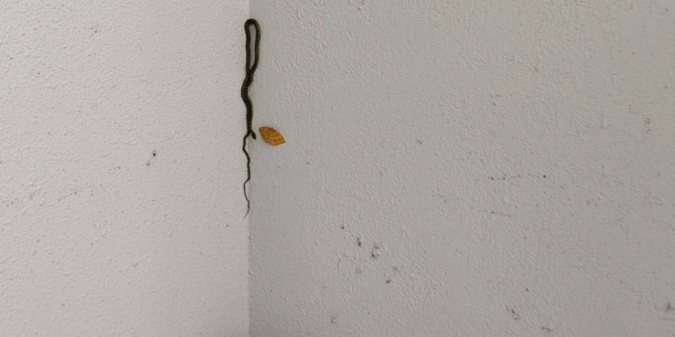 นครนายก – เจ้าหน้าที่สาว แตกตื่น เจองูอยู่ข้างบันได แต่ไม่พลาดลุ้นเลขเสี่ยงโชค