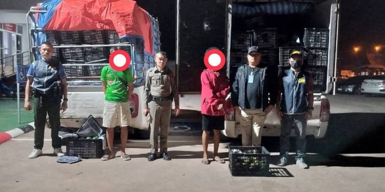 มุกดาหาร ชป.พิเศษ กก.3 บก.ป.สกัดจับอะโวคาโดไม่ผ่านพิธีการศุลกากร กว่า 4,300 กิโลกรัม