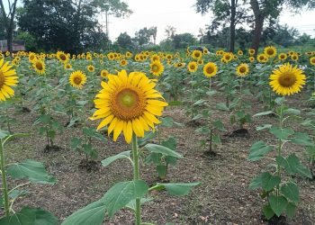 ปราจีนบุรี เชิญแวะเซลฟี่ถ่ายรูปทุ่งทานตะวันริมถนน304