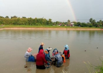 กาฬสินธุ์ชาวบ้านผวาน้ำป่าดงระแนงท่วมบ่อกุ้งเร่งเก็บผลผลิตก่อนเสียหาย