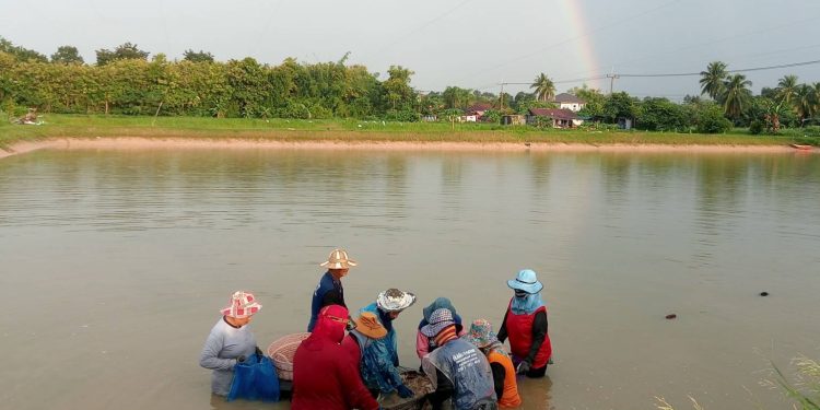กาฬสินธุ์ชาวบ้านผวาน้ำป่าดงระแนงท่วมบ่อกุ้งเร่งเก็บผลผลิตก่อนเสียหาย 12 กาฬสินธุ์ชาวบ้านผวาน้ำป่าดงระแนงท่วมบ่อกุ้งเร่งเก็บผลผลิตก่อนเสียหาย