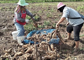 ปราจีนบุรี ฝนตกหนักชาวไร่มันลุยตมเก็บหัวมันเน่าขาย