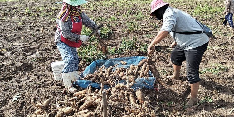 ปราจีนบุรี ฝนตกหนักชาวไร่มันลุยตมเก็บหัวมันเน่าขาย 12 ปราจีนบุรี ฝนตกหนักชาวไร่มันลุยตมเก็บหัวมันเน่าขาย