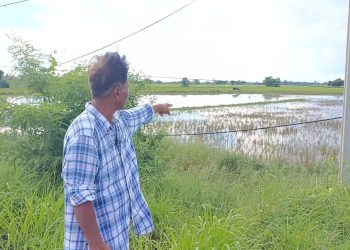 ชัยภูมิหลังเกน้ำท่วมนาข้าวเกิดน้ำเน่าเสียวอนภาครัฐช่วยด่วน