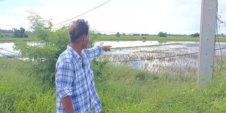 ชัยภูมิหลังเกน้ำท่วมนาข้าวเกิดน้ำเน่าเสียวอนภาครัฐช่วยด่วน