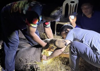 กาญจนบุรี – พบลูกช้างป่าเพศผู้วัยไม่ถึงวันถูกแม่ช้างทิ้งไว้กลางป่า อุทยานแห่งชาติลำคลองงู เจ้าหน้าที่เข้าช่วยนำออกจากป่าไปไว้ที่ทำการ อุทยานแห่งชาติลำคลองงู รอผู้เชี่ยวชาญเข้าช่วยเหลือต่อไป