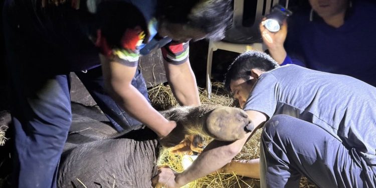 กาญจนบุรี – พบลูกช้างป่าเพศผู้วัยไม่ถึงวันถูกแม่ช้างทิ้งไว้กลางป่า อุทยานแห่งชาติลำคลองงู เจ้าหน้าที่เข้าช่วยนำออกจากป่าไปไว้ที่ทำการ อุทยานแห่งชาติลำคลองงู รอผู้เชี่ยวชาญเข้าช่วยเหลือต่อไป