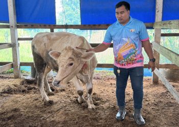 ประธานยังสมาร์ทฟาร์มเมอร์มหาสารคาม ขับเคลื่อน การทำงานเกษตรในกลุ่มสมาชิกเลี้ยงวัวและเลี้ยงแพะสร้างรายได้งดงามทิ้งเงินเดือนกว่าเดือนละ 400,000 บาทกลับมาพัฒนาบ้านเกิดมีสมาชิก 2 กลุ่มรวมกันกว่า 600 คน เชื่อมต่อการตลาดต่างประเทศ