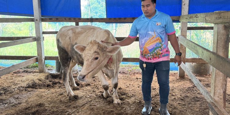 ประธานยังสมาร์ทฟาร์มเมอร์มหาสารคาม ขับเคลื่อน การทำงานเกษตรในกลุ่มสมาชิกเลี้ยงวัวและเลี้ยงแพะสร้างรายได้งดงามทิ้งเงินเดือนกว่าเดือนละ 400,000 บาทกลับมาพัฒนาบ้านเกิดมีสมาชิก 2 กลุ่มรวมกันกว่า 600 คน เชื่อมต่อการตลาดต่างประเทศ 12 ประธานยังสมาร์ทฟาร์มเมอร์มหาสารคาม ขับเคลื่อน การทำงานเกษตรในกลุ่มสมาชิกเลี้ยงวัวและเลี้ยงแพะสร้างรายได้งดงามทิ้งเงินเดือนกว่าเดือนละ 400,000 บาทกลับมาพัฒนาบ้านเกิดมีสมาชิก 2 กลุ่มรวมกันกว่า 600 คน เชื่อมต่อการตลาดต่างประเทศ