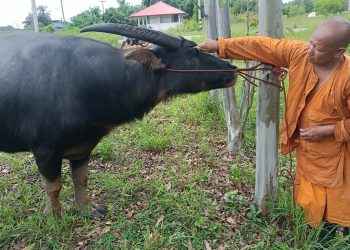 ปราจีนบุรี หลวงพ่อเลี้ยงเจ้าบุญรอดควายหนุ่มถูกจ่าฝูงไล่ขวิดตาบอด