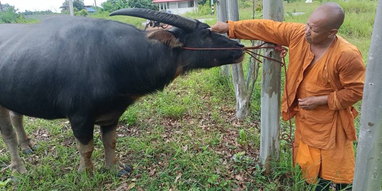 ปราจีนบุรี หลวงพ่อเลี้ยงเจ้าบุญรอดควายหนุ่มถูกจ่าฝูงไล่ขวิดตาบอด