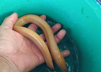 ชัยภูมิ ฮือฮาชาวบ้านพบปลาไหลสีทองเหลืองอร่ามในกระชังดักปลาเชื่อมาให้โชคลาภ