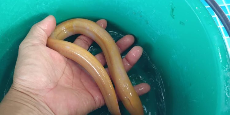 ชัยภูมิ ฮือฮาชาวบ้านพบปลาไหลสีทองเหลืองอร่ามในกระชังดักปลาเชื่อมาให้โชคลาภ