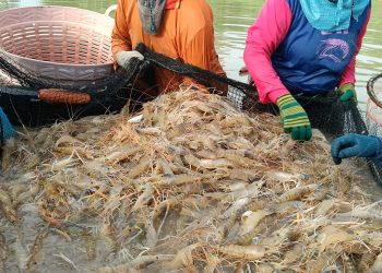กาฬสินธุ์กลุ่มผู้เลี้ยงกุ้งกาฬสินธุ์เรียกร้องรัฐบาลอนุทินเร่งแก้ปัญหาวิกฤติเศรษฐกิจกุ้งก้ามกราม 18 กาฬสินธุ์กลุ่มผู้เลี้ยงกุ้งกาฬสินธุ์เรียกร้องรัฐบาลอนุทินเร่งแก้ปัญหาวิกฤติเศรษฐกิจกุ้งก้ามกราม