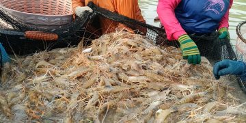 กาฬสินธุ์กลุ่มผู้เลี้ยงกุ้งกาฬสินธุ์เรียกร้องรัฐบาลอนุทินเร่งแก้ปัญหาวิกฤติเศรษฐกิจกุ้งก้ามกราม 11 กาฬสินธุ์กลุ่มผู้เลี้ยงกุ้งกาฬสินธุ์เรียกร้องรัฐบาลอนุทินเร่งแก้ปัญหาวิกฤติเศรษฐกิจกุ้งก้ามกราม