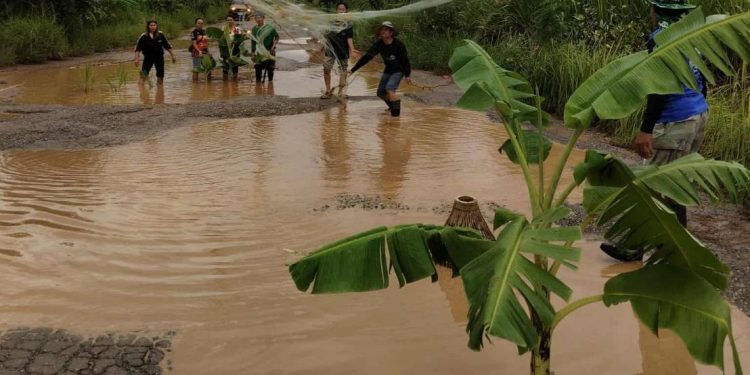 ชัยภูมิชาวบ้านสุดทน ปลูกต้นกล้วยทอดแหใช้สุ่มจับปลาประชดถนนเป็นหลุมเป็นบ่อ