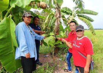 นครนายก – ชาวบ้านพบกล้วยแปลกออกลูกกลางต้น ไม่พลาดขอเลขเสี่ยงโชค