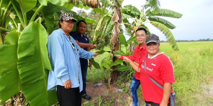 นครนายก – ชาวบ้านพบกล้วยแปลกออกลูกกลางต้น ไม่พลาดขอเลขเสี่ยงโชค