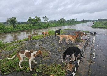 น่าน วงจรสัตว์จรไม่สิ้นสุด!สุนัข-แมวไร้บ้านเต็มถนน กัดสัตว์เลี้ยงชาวบ้าน เสี่ยงโรคระบาด-อุบัติเหตุจิตอาสาวอนรัฐเลิกแก้ปัญหาเฉพาะหน้า จัดการเชิงระบบ ทำหมัน-ฉีดวัคซีน-ตั้งศูนย์พักพิง-ลดค่ารักษาสัตว์