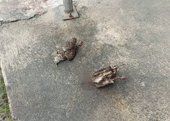 สิงห์บุรี / เพลิงไหม้เสาไฟฟ้ากลางเมืองสิงห์บุรี สาเหตุจากนกบินช็อตสายไฟ