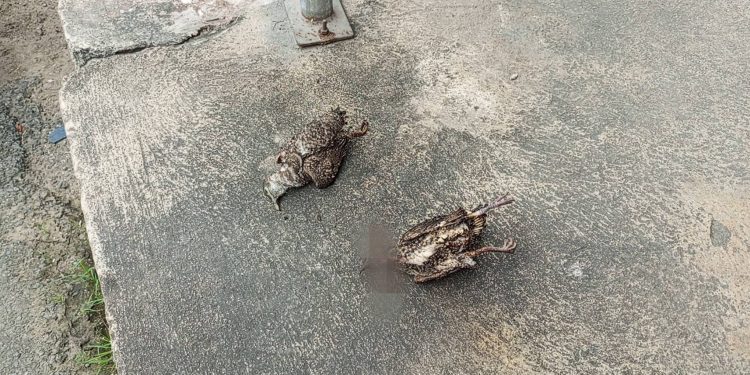 สิงห์บุรี / เพลิงไหม้เสาไฟฟ้ากลางเมืองสิงห์บุรี สาเหตุจากนกบินช็อตสายไฟ