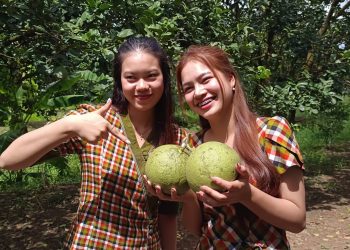 ชัยภูมิส้มโอบ้านแท่นโกอินเตอร์สองตายายสู้ชีวิตพลิกผืนนาปลูกสวนส้มโอขายทำเงินปีล่ะกว่าครึ่งล้าน 16 ชัยภูมิส้มโอบ้านแท่นโกอินเตอร์สองตายายสู้ชีวิตพลิกผืนนาปลูกสวนส้มโอขายทำเงินปีล่ะกว่าครึ่งล้าน