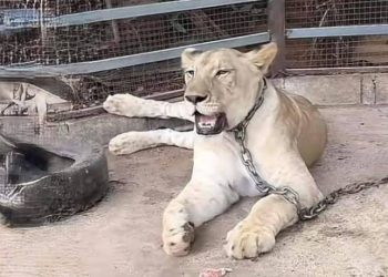 สิงโตหลุดจากกรง ขย้ำชาวบ้านเป็นแผลเหวอะ เจ็บ 2 ราย พบเจ้าของเป็น อินฟลูเอนเซอร์ ชื่อดัง