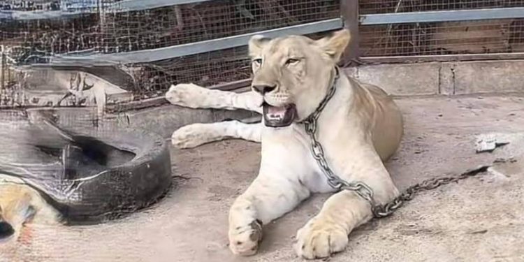 สิงโตหลุดจากกรง ขย้ำชาวบ้านเป็นแผลเหวอะ เจ็บ 2 ราย พบเจ้าของเป็น อินฟลูเอนเซอร์ ชื่อดัง