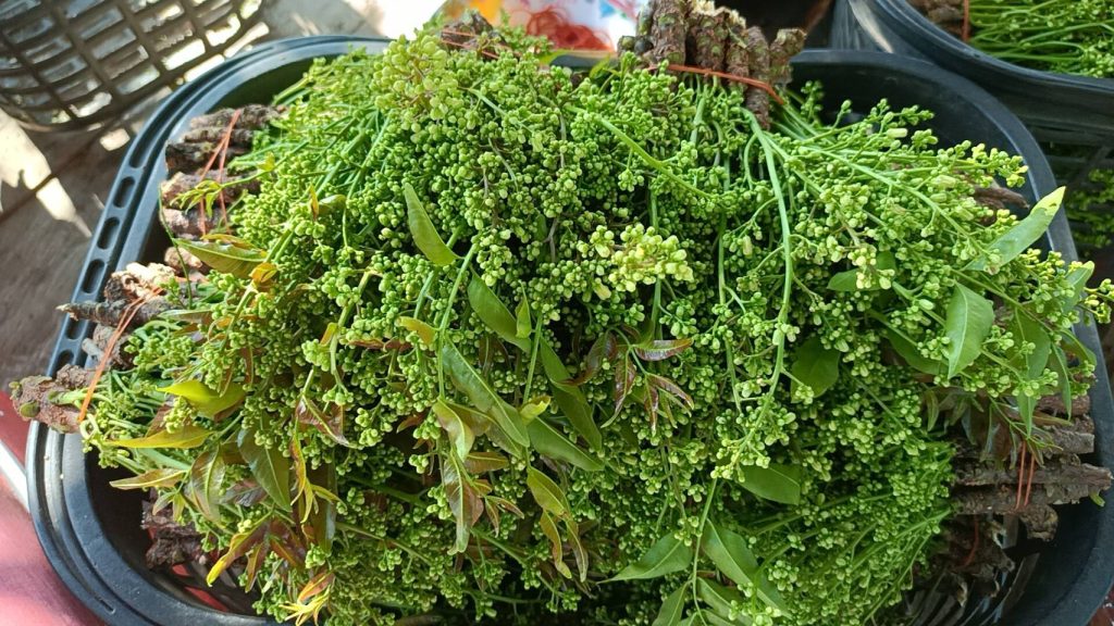 ปราจีนบุรี ออกแล้วช้าหน่อยสะเดามันทวาย 13 Talknews Online