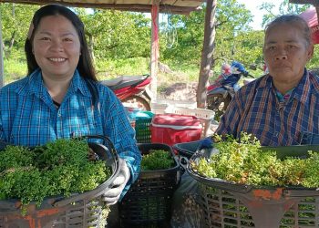 ปราจีนบุรี ออกแล้วช้าหน่อยสะเดามันทวาย