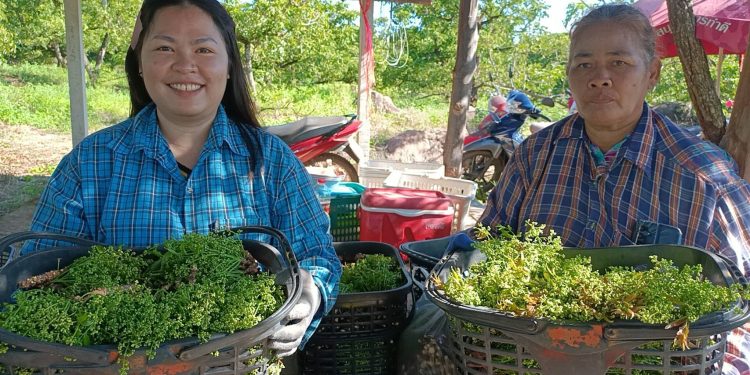 ปราจีนบุรี ออกแล้วช้าหน่อยสะเดามันทวาย 12 ปราจีนบุรี ออกแล้วช้าหน่อยสะเดามันทวาย