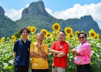 จังหวัดลพบุรี สวยงามอร่ามเต็มท้องทุ่งทานตะวันบานปลายฝนต้นหนาวรอรับนักท่องเที่ยว
