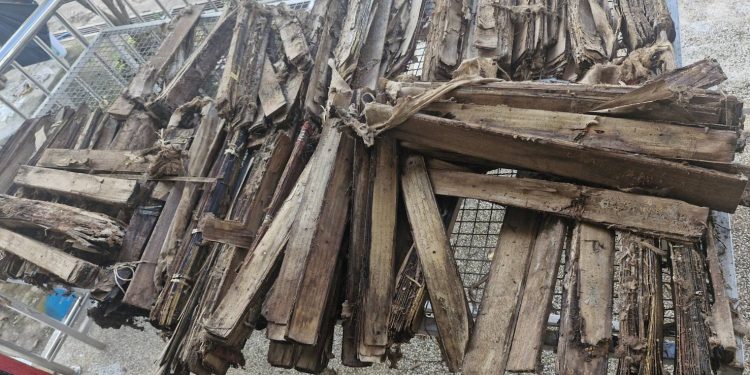 การกู้ชีพพื้นฟูใบลาน ล้วนแต่เป็นงานที่ “หนักหนาและท้าทาย