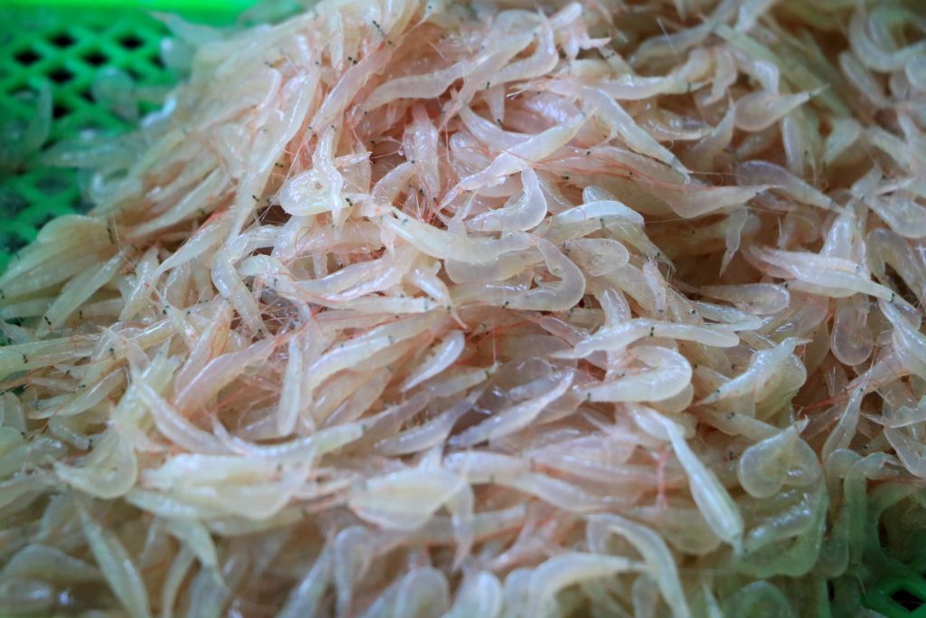 พังงา-เริ่มแล้วฤดูเจ้ยเคย ชาวประมงพื้นบ้านออกเรือเจ้ยตัวเคยขาย สร้างรายได้วันละนับหมื่นบาท 13 Talknews Online