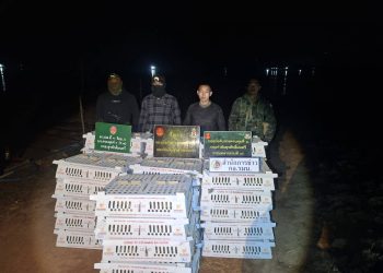 มุกดาหาร กองกำลังสุรศักดิ์มนตรี แก๊งขนลูกเจี๊ยบเวียดนามข้ามแม่น้ำโขง ลักลอบนำเข้าไทยโดยไม่เสียภาษี กว่า 3,700 ตัว