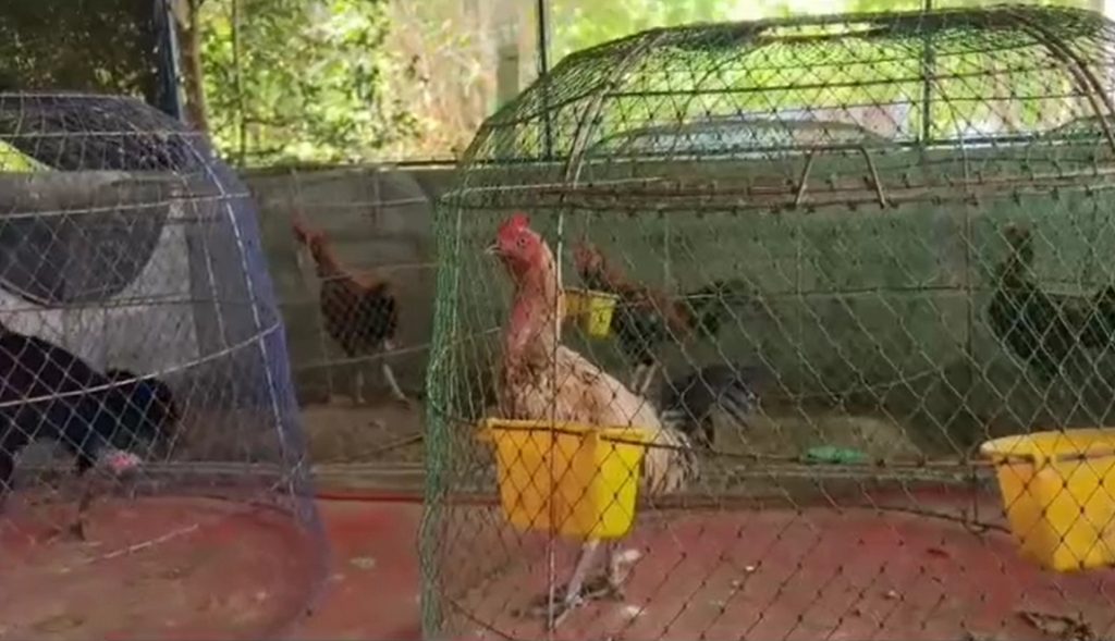 ชัยภูมิผวางูเหลือมยักษ์ดอดขโมยกินไก่ชนชาวบ้านสูญเงินกว่า5,000บาท 13 Talknews Online