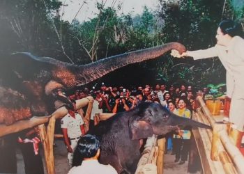 จังหวัดลพบุรี สนองพระราชปณิธานพระพันปีหลวงที่นำช้างคืนสู่ป่าซับลังกา 19 จังหวัดลพบุรี สนองพระราชปณิธานพระพันปีหลวงที่นำช้างคืนสู่ป่าซับลังกา