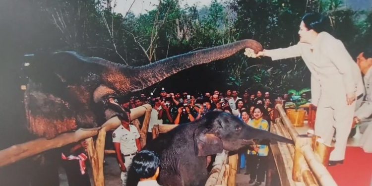 จังหวัดลพบุรี สนองพระราชปณิธานพระพันปีหลวงที่นำช้างคืนสู่ป่าซับลังกา 12 จังหวัดลพบุรี สนองพระราชปณิธานพระพันปีหลวงที่นำช้างคืนสู่ป่าซับลังกา
