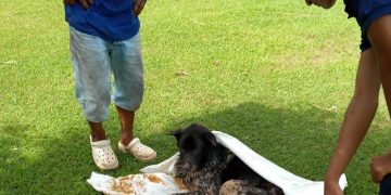 กาญจนบุรี - กู้ภัยกาญจนบุรีช่วยเหลือสุนัขเพศผู้พลัดตกลงไปในร่องน้ำไม่ต่ำกว่า 2 วันแล้ว เจ้าหน้าที่ใช้ผ้าอุ้มสุนัขขึ้นมาปลอดภัยแล้ว 30 กาญจนบุรี – กู้ภัยกาญจนบุรีช่วยเหลือสุนัขเพศผู้พลัดตกลงไปในร่องน้ำไม่ต่ำกว่า 2 วันแล้ว เจ้าหน้าที่ใช้ผ้าอุ้มสุนัขขึ้นมาปลอดภัยแล้ว