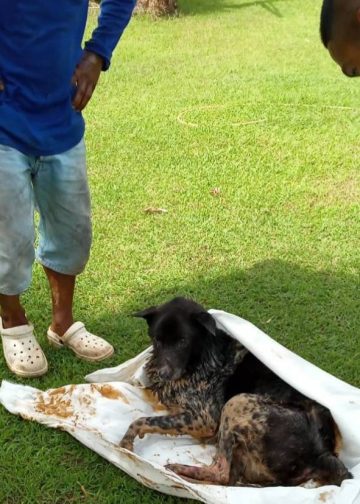 กาญจนบุรี – กู้ภัยกาญจนบุรีช่วยเหลือสุนัขเพศผู้พลัดตกลงไปในร่องน้ำไม่ต่ำกว่า 2 วันแล้ว เจ้าหน้าที่ใช้ผ้าอุ้มสุนัขขึ้นมาปลอดภัยแล้ว