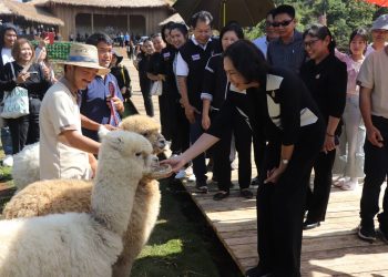 แม่ฮ่องสอน เป็นประธานเปิดแหล่งท่องเที่ยวแห่งใหม่ ” มะเขือส้ม อัลปาก้า ชีฟฟาร์ม ” แหล่งท่องเที่ยว Landmark แห่งใหม่ของั้นจังหวัด