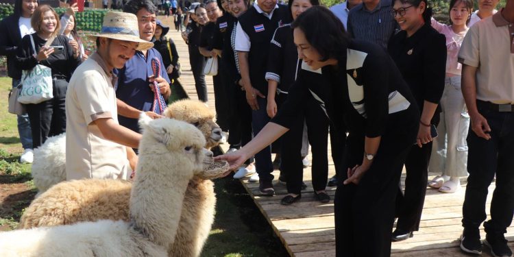แม่ฮ่องสอน เป็นประธานเปิดแหล่งท่องเที่ยวแห่งใหม่ ” มะเขือส้ม อัลปาก้า ชีฟฟาร์ม ” แหล่งท่องเที่ยว Landmark แห่งใหม่ของั้นจังหวัด