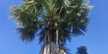 ทีม “ม้าแก่” ลงพื้นที่สำรวจต้นลาน เตรียมต้มใบลานตามขนบเมืองน่าน สืบสานโครงการ “คืนคัมภีร์ใบลานให้วัด" 31 ทีม “ม้าแก่” ลงพื้นที่สำรวจต้นลาน เตรียมต้มใบลานตามขนบเมืองน่าน สืบสานโครงการ “คืนคัมภีร์ใบลานให้วัด”