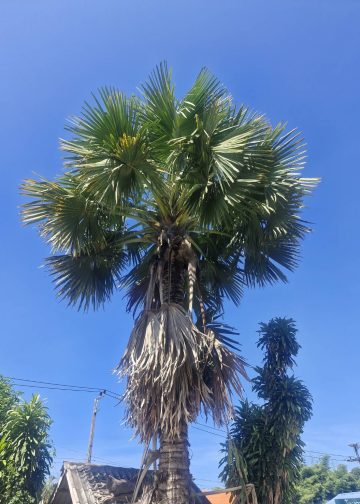 ทีม “ม้าแก่” ลงพื้นที่สำรวจต้นลาน เตรียมต้มใบลานตามขนบเมืองน่าน สืบสานโครงการ “คืนคัมภีร์ใบลานให้วัด”