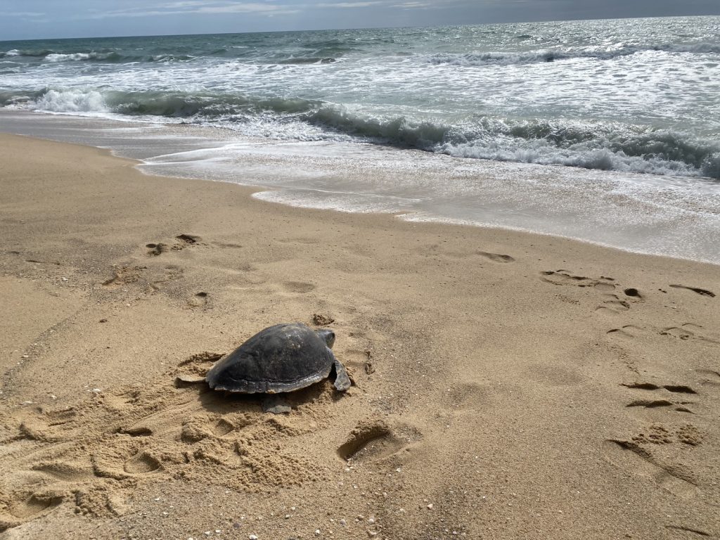 พังงา-นายอำเภอร่วมกับอุทยานฯ ปล่อยเต่าหญ้าคืนสู่หาดท้ายเหมือง หลังพบบาดเจ็บเกยตื้นรักษาหายดีแล้ว 13 Talknews Online
