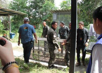 กาญจนบุรี – ข่าวคืบหน้า…เตือนผู้เลี้ยงสัตว์ประเภทนี้พึ่งระวัง!! สรุปการขนย้ายสิงโตเพศเมีย เจรจาเจ้าของให้เจ้าหน้าที่สามารถใช้ยาสลบได้ ก่อนขนย้ายไป ดูแลที่ศูนย์พัฒนาการจัดการสัตว์ป่าบึงฉวาก