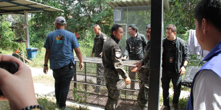 กาญจนบุรี – ข่าวคืบหน้า…เตือนผู้เลี้ยงสัตว์ประเภทนี้พึ่งระวัง!! สรุปการขนย้ายสิงโตเพศเมีย เจรจาเจ้าของให้เจ้าหน้าที่สามารถใช้ยาสลบได้ ก่อนขนย้ายไป ดูแลที่ศูนย์พัฒนาการจัดการสัตว์ป่าบึงฉวาก